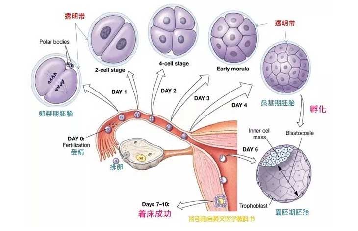 经期周期测算方法