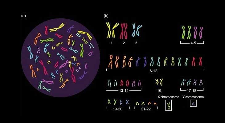 染色体出现异常或致生化妊娠