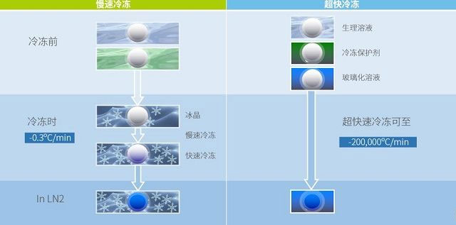 卵子冷藏技术比照