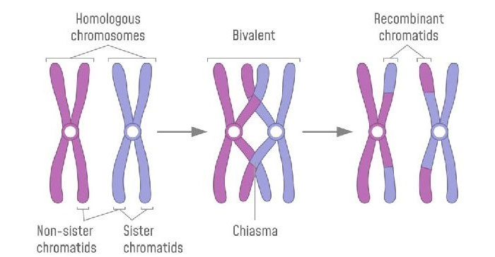染色体遗传规律性