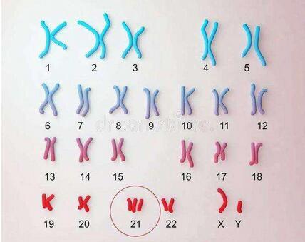 夫妻染色体正常，胚胎为什么会出现染色体问题