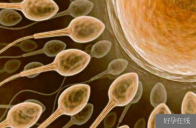 石家庄备孕试管婴儿知识_超级精子是什么，精子活力太高也会造成不育？